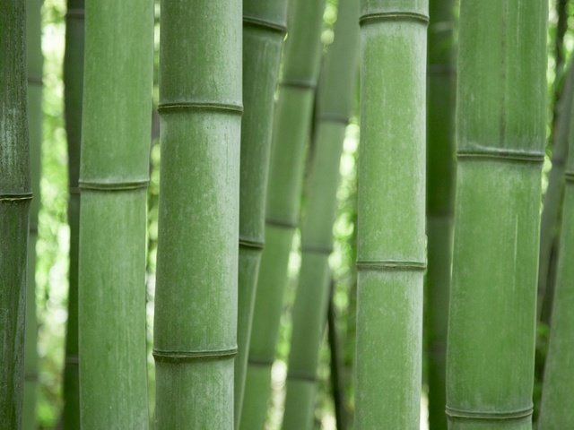 Обои зелёный, бамбук, green, bamboo разрешение 1920x1200 Загрузить
