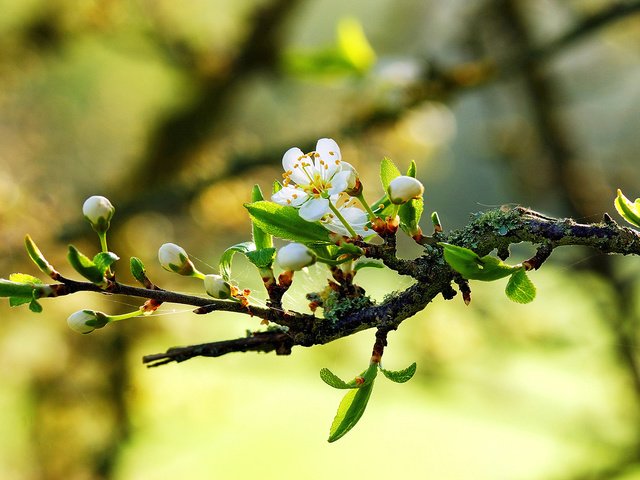 Обои природа, макро, весна, цветки, ветвь, nature, macro, spring, flowers, branch разрешение 1920x1200 Загрузить