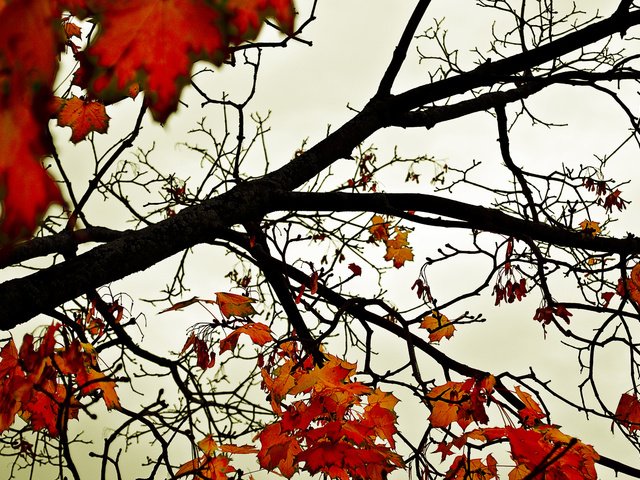 Обои небо, деревья, листья, осень, оранжевый, the sky, trees, leaves, autumn, orange разрешение 2560x1600 Загрузить