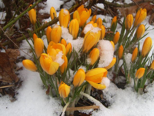 Обои цветы, снег, желтый, бутоны, весна, желтые, подснежники, крокусы, flowers, snow, yellow, buds, spring, snowdrops, crocuses разрешение 1920x1080 Загрузить