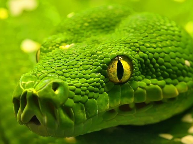 Обои макро, змея, глаз, рептилия, удав, emerald tree boa, macro, snake, eyes, reptile, boa разрешение 1920x1200 Загрузить
