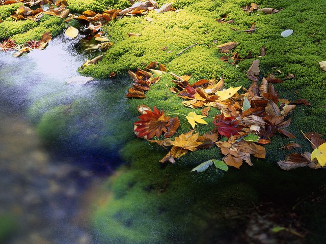 Обои вода, листья, ручей, осень, япония, мох, water, leaves, stream, autumn, japan, moss разрешение 1920x1200 Загрузить