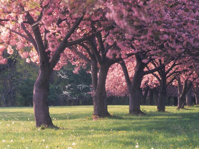 Обои цветы, трава, деревья, лес, красота, поляна, весна, flowers, grass, trees, forest, beauty, glade, spring разрешение 2560x1600 Загрузить