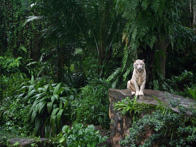 Обои зоопарк, белый тигр, сингапур, zoo, white tiger, singapore разрешение 2560x1600 Загрузить