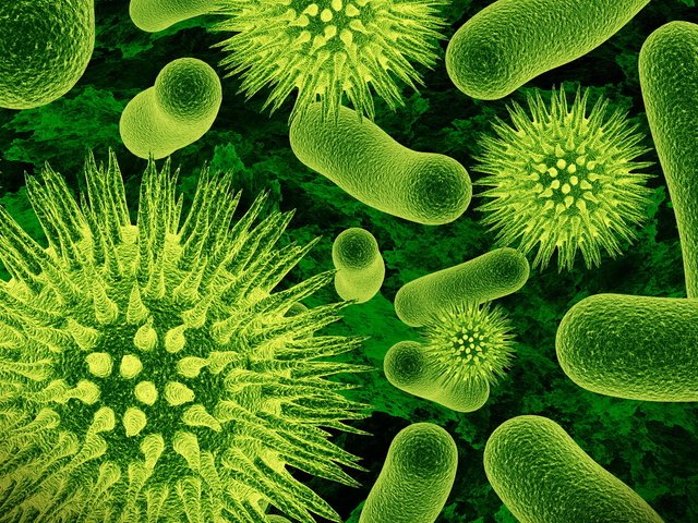 Обои макро, микробы, бактерии, macro, germs, bacteria разрешение 2560x1600 Загрузить
