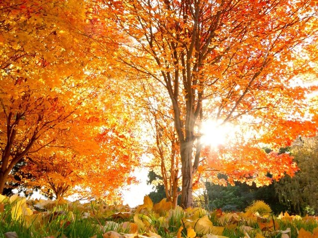 Обои солнце, листья, осень, листопад, the sun, leaves, autumn, falling leaves разрешение 1920x1080 Загрузить