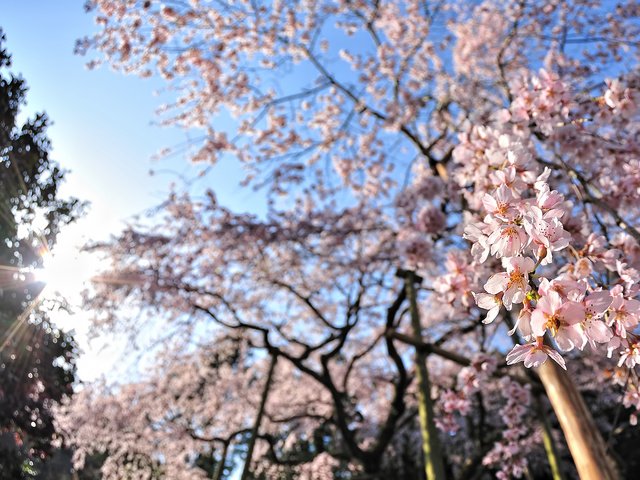 Обои цветы, деревья, солнце, цветение, лучи, весна, вишня, flowers, trees, the sun, flowering, rays, spring, cherry разрешение 1920x1080 Загрузить