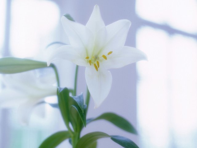 Обои цветы, белые, лилии, flowers, white, lily разрешение 1920x1200 Загрузить