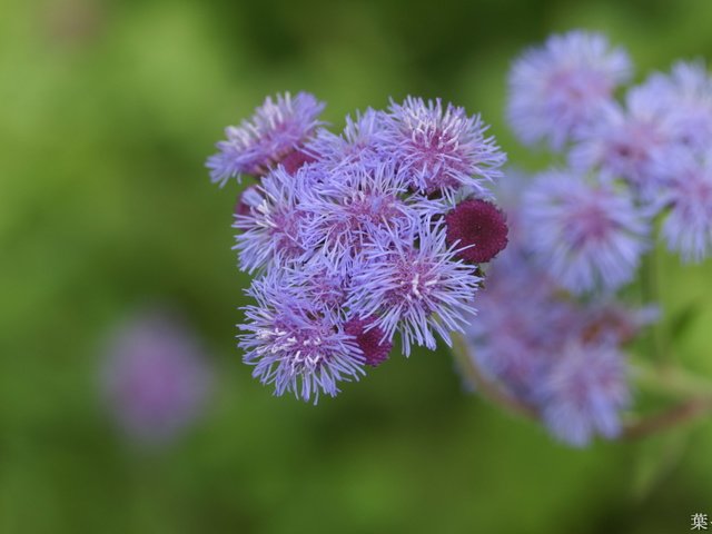 Обои цветы, размытость, агератум, flowers, blur, ageratum разрешение 1920x1200 Загрузить