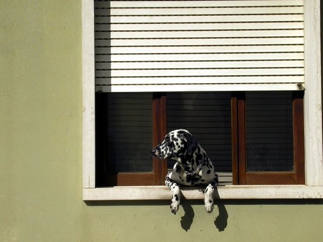 Обои собака, далматин, окно, жалюзи, dog, dalmatian, window, blinds разрешение 1920x1205 Загрузить