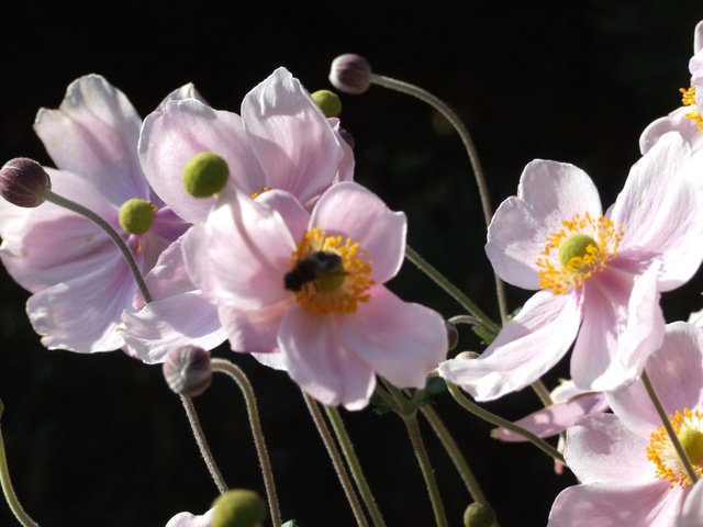 Обои бутоны, фон, лепестки, цвет, анемона, ветреница, buds, background, petals, color, anemone разрешение 2560x1600 Загрузить