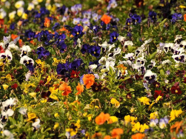 Обои цветы, разноцветные, анютины глазки, flowers, colorful, pansy разрешение 2560x1600 Загрузить