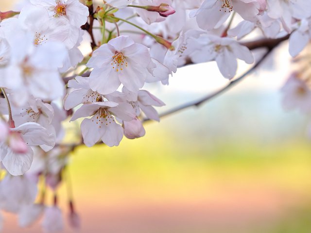 Обои цветение, ветки, свежесть, весна, вишня, белые лепестки, flowering, branches, freshness, spring, cherry, white petals разрешение 1920x1080 Загрузить