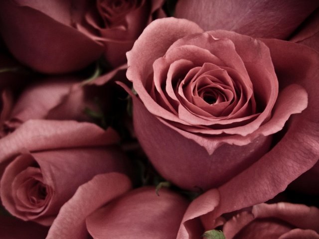 Обои цветы, бутоны, макро, розы, лепестки, flowers, buds, macro, roses, petals разрешение 1920x1204 Загрузить