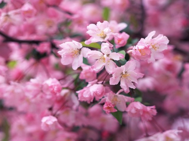 Обои цветение, ветки, весна, flowering, branches, spring разрешение 2048x1280 Загрузить