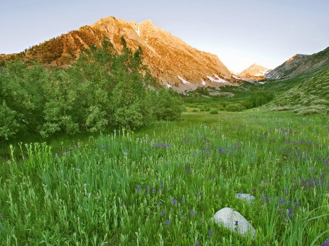 Обои цветы, трава, горы, зелень, кустарник, flowers, grass, mountains, greens, shrub разрешение 1920x1200 Загрузить