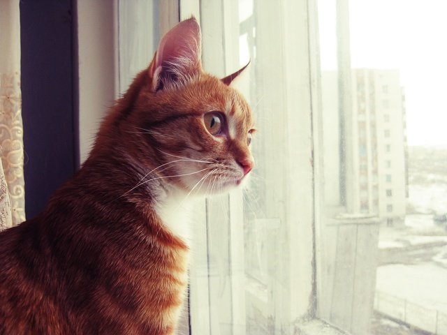 Обои кот, смотрит, сидит, окно, рыжий, рыжик, котик, скучаю, cat, looks, sitting, window, red, ginger, miss разрешение 1920x1440 Загрузить