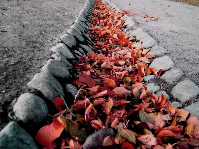 Обои камни, листья, макро, осень, колея, ров, stones, leaves, macro, autumn, track, ditch разрешение 1920x1319 Загрузить