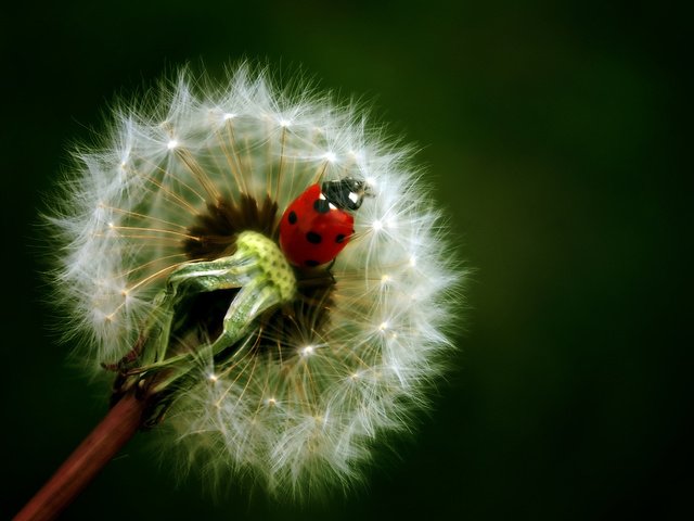 Обои фон, цветок, насекомые, божья коровка, одуванчик, background, flower, insects, ladybug, dandelion разрешение 1920x1200 Загрузить