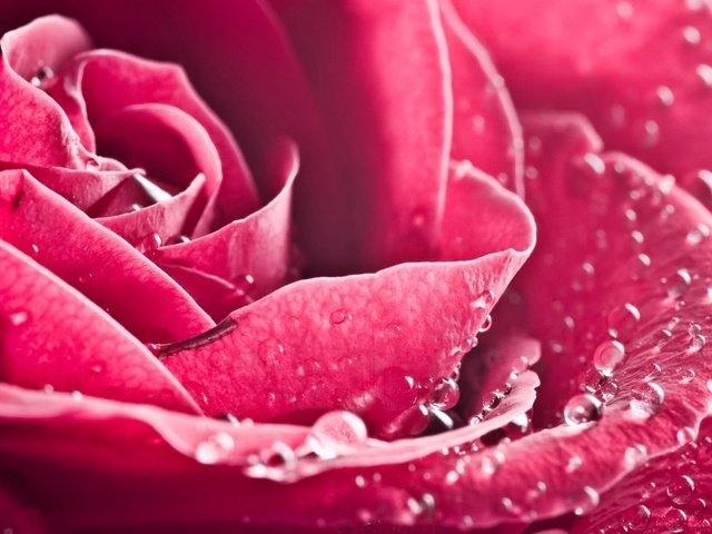 Обои роза, лепестки, красная, rose, petals, red разрешение 1920x1200 Загрузить