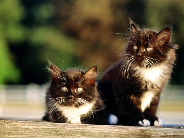 Обои кошки, котята, два, чёрно-белые, котёнка, cats, kittens, two, black and white, kitten разрешение 1920x1200 Загрузить