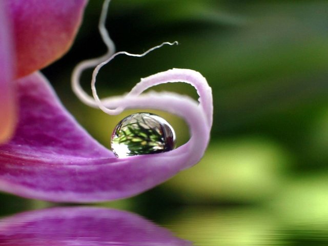 Обои макро, цветок, капля, лепесток, орхидея, macro, flower, drop, petal, orchid разрешение 1920x1200 Загрузить