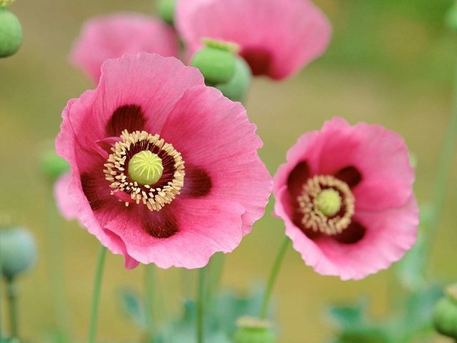 Обои цветы, природа, маки, розовые, flowers, nature, maki, pink разрешение 1920x1200 Загрузить