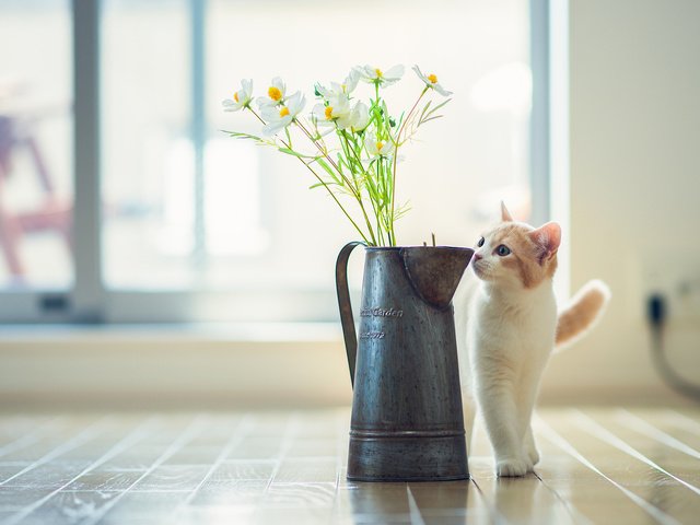 Обои цветы, кот, кошка, ваза, ben torode, ханна, flowers, cat, vase, hannah разрешение 2048x1436 Загрузить