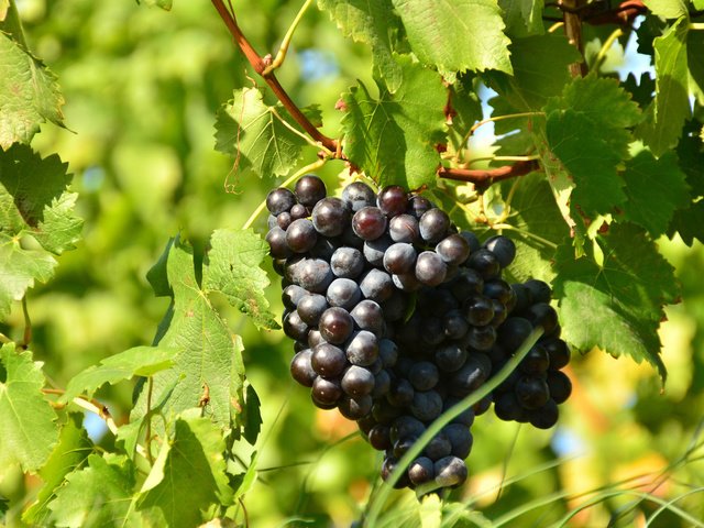 Обои листья, виноград, черный, гроздь, солнечно, leaves, grapes, black, bunch, sunny разрешение 1920x1200 Загрузить