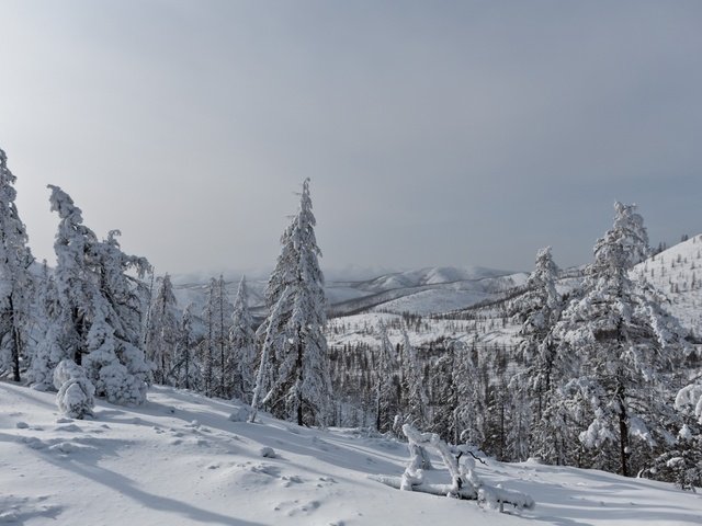 Обои деревья, горы, снег, лес, зима, пейзаж, ели, trees, mountains, snow, forest, winter, landscape, ate разрешение 1920x1200 Загрузить