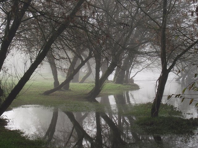 Обои деревья, вода, отражение, туман, trees, water, reflection, fog разрешение 1920x1200 Загрузить