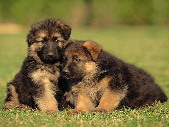 Обои трава, щенки, малыши, собаки, немецкая овчарка, grass, puppies, kids, dogs, german shepherd разрешение 2560x1600 Загрузить