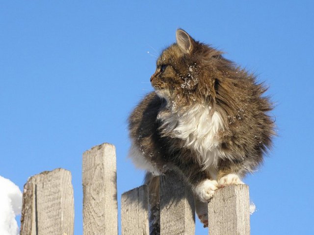 Обои небо, кот, кошка, забор, пушистый, серо-белый, the sky, cat, the fence, fluffy, grey white разрешение 2560x1600 Загрузить