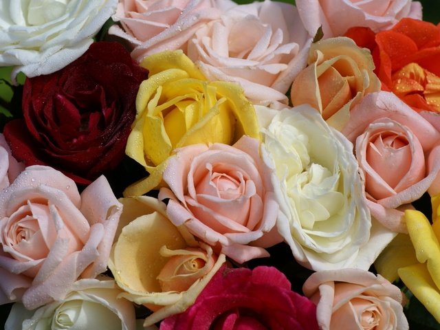 Обои розы, букет, разные, roses, bouquet, different разрешение 1920x1200 Загрузить