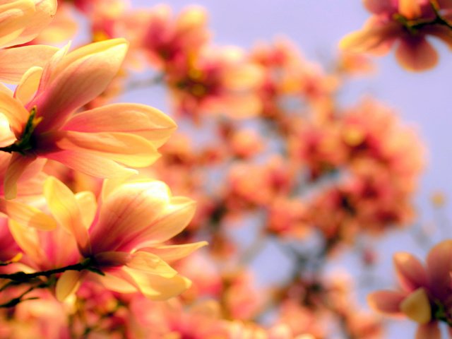 Обои cvety, makro, magnoliya разрешение 2560x1600 Загрузить