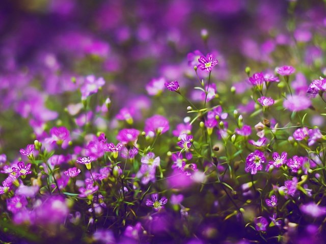 Обои цветы, лепестки, полевые цветы, фиолетовые, flowers, petals, wildflowers, purple разрешение 2560x1600 Загрузить