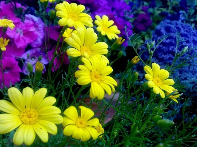 Обои цветы, хризантемы, маргаритки, romashki, zheltye, klumba, flowers, chrysanthemum, daisy разрешение 1920x1200 Загрузить
