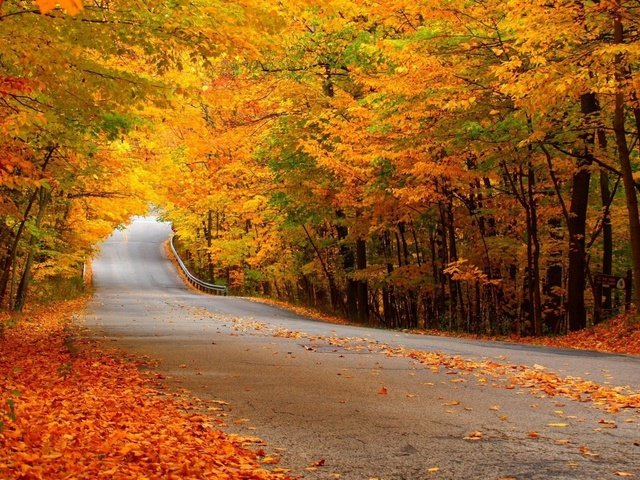 Обои дорога, лес, осень, желтая листва, road, forest, autumn, yellow foliage разрешение 2560x1600 Загрузить
