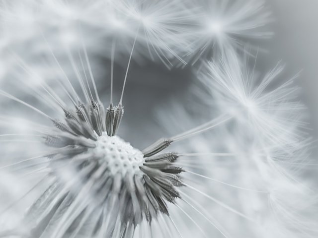 Обои фокус камеры, макро, цветок, одуванчик, пушинки, the focus of the camera, macro, flower, dandelion, fuzzes разрешение 1920x1200 Загрузить