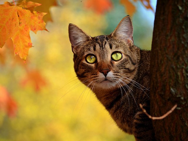 Обои дерево, кот, кошка, осень, ствол, полосатый, выглядывает, tree, cat, autumn, trunk, striped, peeps разрешение 1920x1200 Загрузить