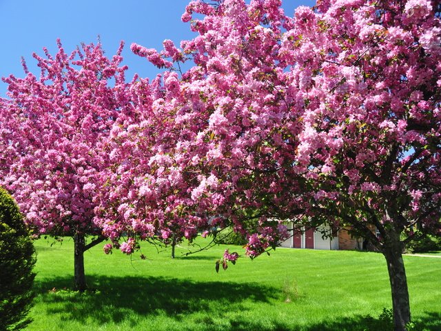 Обои небо, дерево, зелёный, сад, весна, цветущие, газон, the sky, tree, green, garden, spring, blooming, lawn разрешение 3216x2136 Загрузить