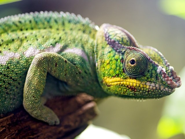 Обои ящерица, хамелеон, рептилия, пресмыкающиеся, lizard, chameleon, reptile, reptiles разрешение 3600x2375 Загрузить