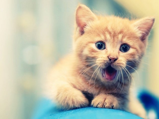 Обои усы, удивление, лапы, милый, кошка, взгляд, котенок, маленький, рыжий, язык, mustache, surprise, paws, cute, cat, look, kitty, small, red, language разрешение 1920x1200 Загрузить