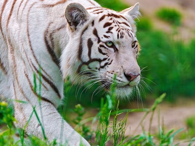 Обои тигр, морда, трава, белый, хищник, крадётся, waite tiger, tiger, face, grass, white, predator, sneaks разрешение 1920x1200 Загрузить