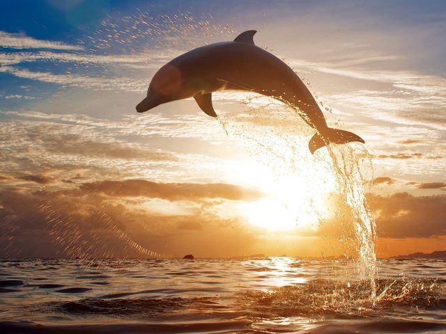 Обои закат, море, брызги, прыжок, дельфин, sunset, sea, squirt, jump, dolphin разрешение 2560x1612 Загрузить