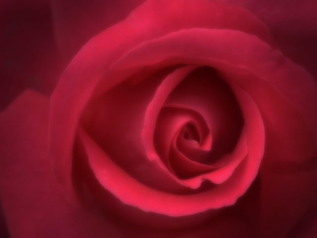 Обои красная роза, для рабочего стола, red rose, for your desktop разрешение 2560x1604 Загрузить
