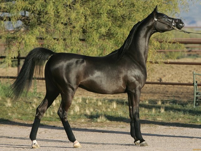 Обои лошадь, черный, конь, арабский жеребец, horse, black, arab stallion разрешение 2048x1431 Загрузить