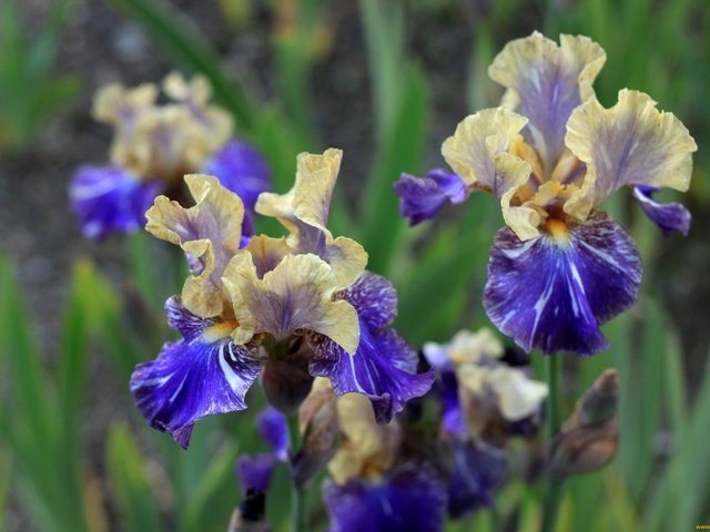 Обои цветы, фон, ирисы, желто-синие, flowers, background, irises, yellow-blue разрешение 2048x1365 Загрузить