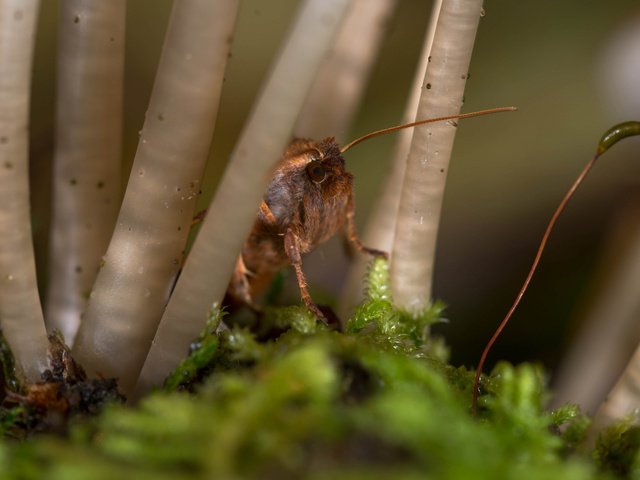 Обои макро, насекомое, мох, стебли, растение, усики, macro, insect, moss, stems, plant, antennae разрешение 2048x1367 Загрузить