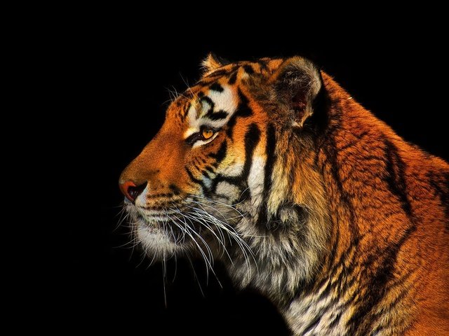 Обои тигр, хищник, профиль, черный фон, tiger, predator, profile, black background разрешение 1990x1206 Загрузить